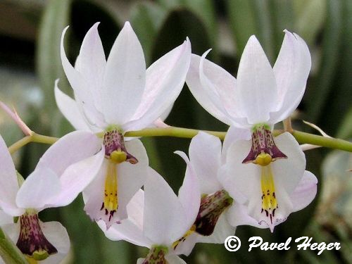 Barkeria spectabilis